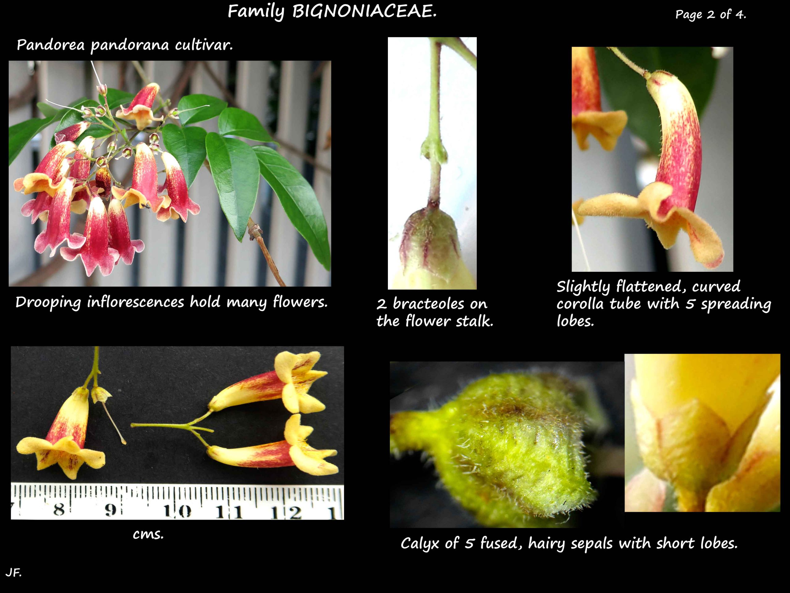 3 Pandorea cultivar flowers & calyx